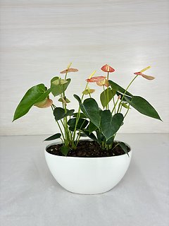 Anthurium
