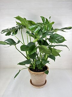 Philodendron Split Leaf