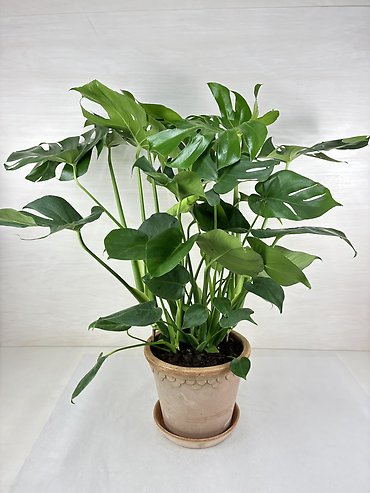 Philodendron Split Leaf