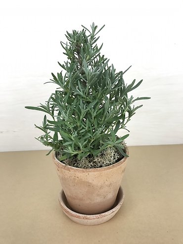 Lavender Tree