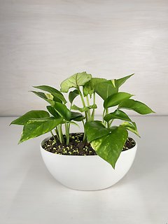 Pothos