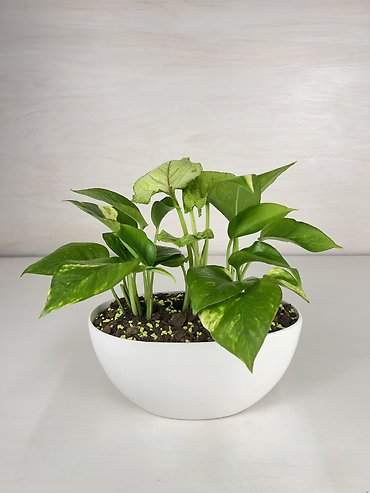 Pothos