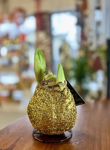 Amaryllis Bulb | Gold