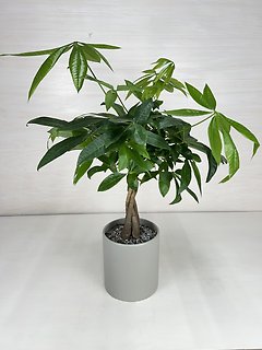 Money Tree