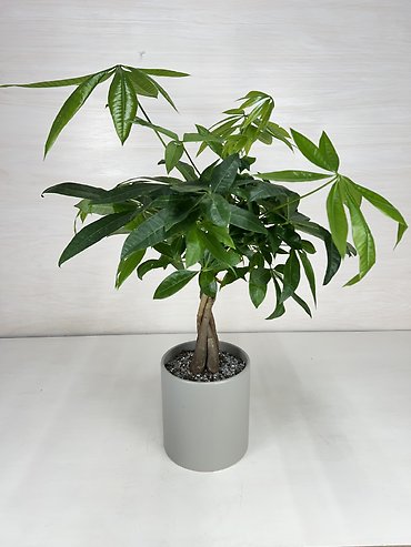 Money Tree