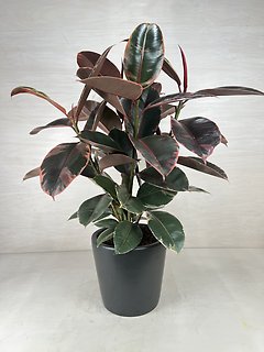 Ruby Rubber Plant