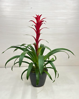 Bromeliad