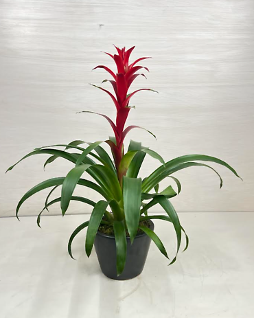 Bromeliad