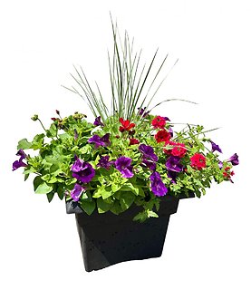 14\" Flowering Patio Pot | Purples & Reds