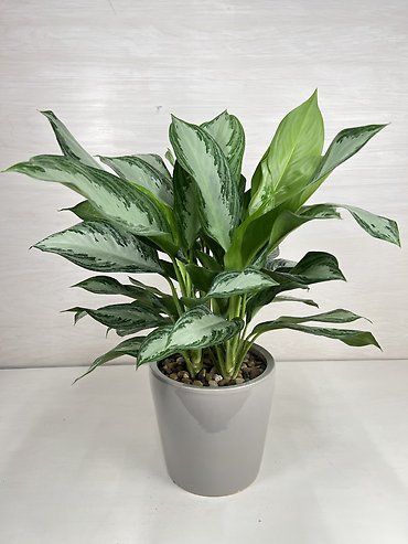 Aglaonema Silver Bay