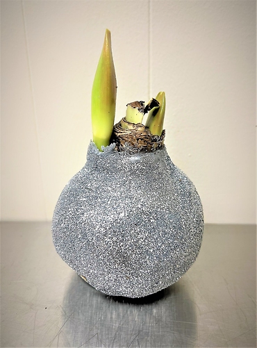 Amaryllis Bulb | Silver