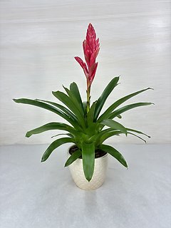 Bromeliad