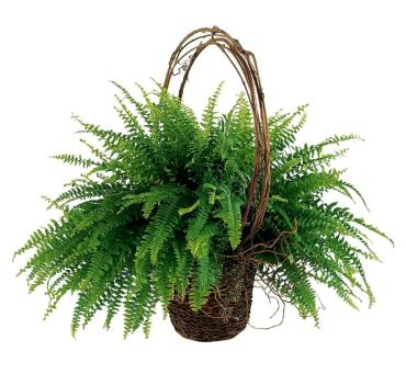 Faithful Fern Plant