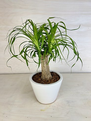 Ponytail Palm