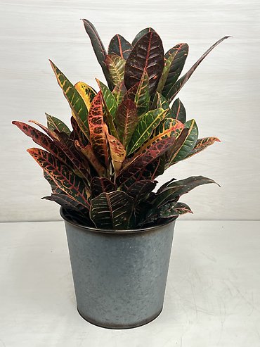 Croton Plant