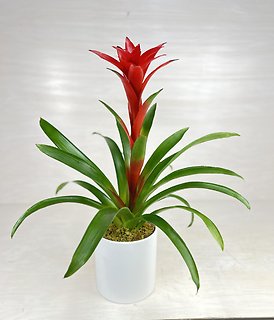 Bromeliad