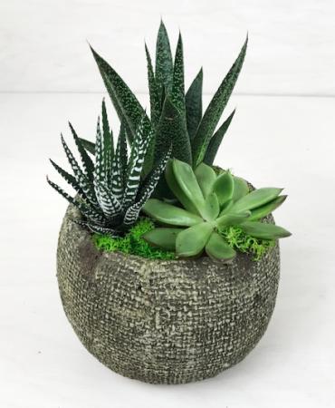 Petite Succulent Garden ~ Circular