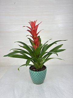 Bromeliad
