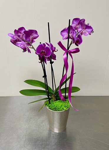 Triple Orchid