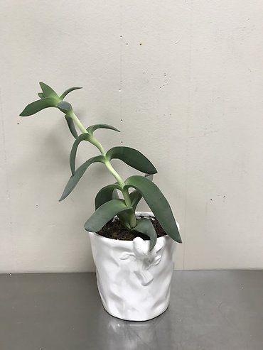 Succulent