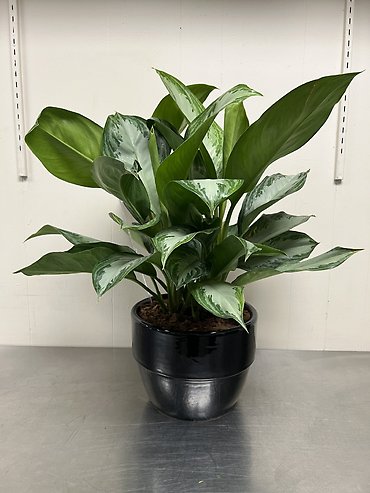 Aglaonema Silver Bay