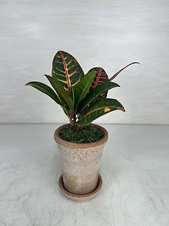 Croton Plant