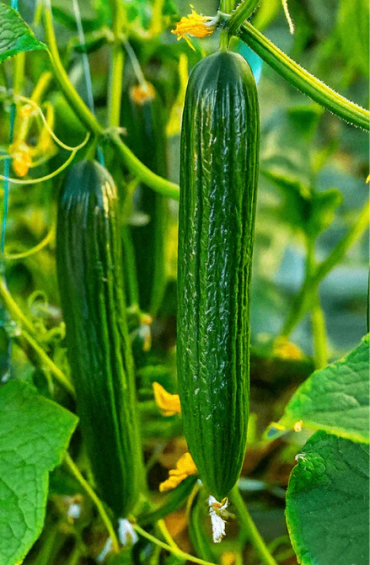 Seeds | English Cucumber