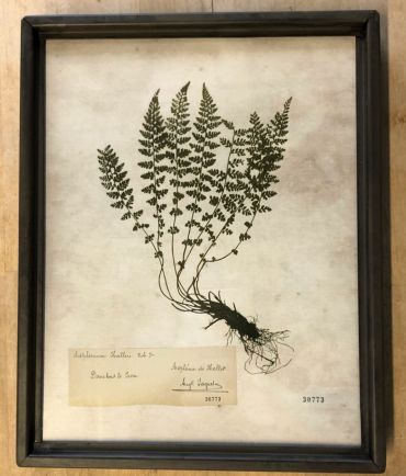 Framed Print | Fern with 7 Fronds