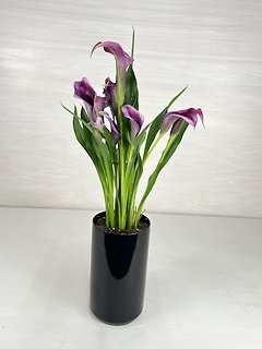 Calla Lily Plant