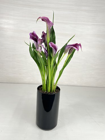 Calla Lily Plant