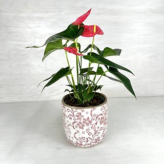 Anthurium