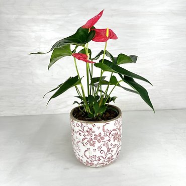 Anthurium