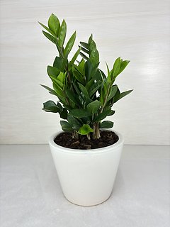 ZZ Plant