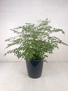 China Doll Plant