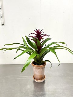 Bromeliad