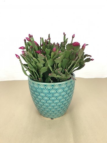Christmas Cactus