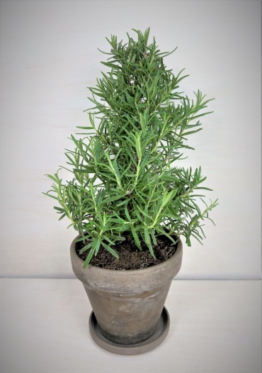 Rosemary Plant