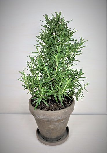 Rosemary Plant