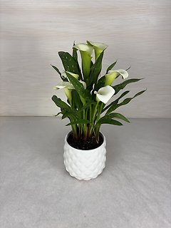 Calla Lily Plant