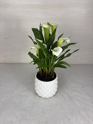 Calla Lily Plant