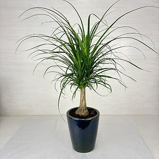 Ponytail Palm