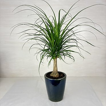 Ponytail Palm