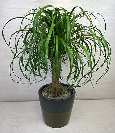 Ponytail Palm (Lg)