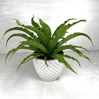 Birds Nest Fern