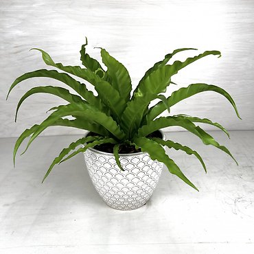 Birds Nest Fern