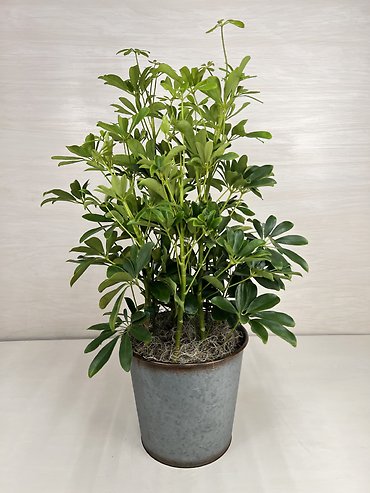 Schefflera Plant