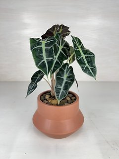 Alocasia Polly
