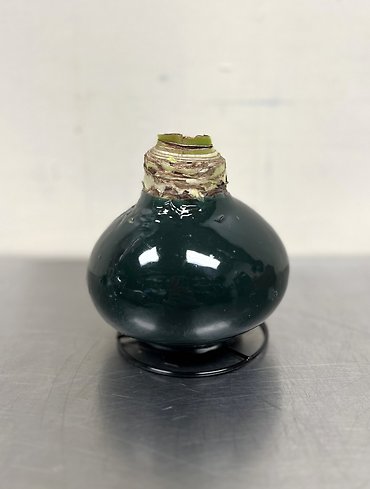 Amaryllis Bulb | Green