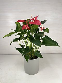 Anthurium