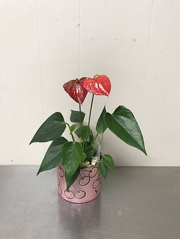 Anthurium